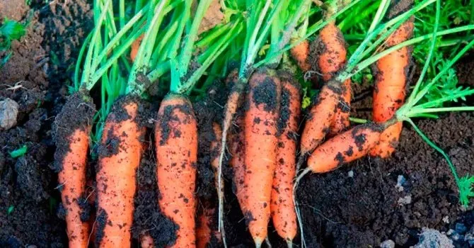 Выбор сортов моркови для длительного хранения