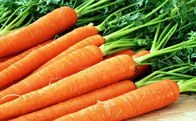 Хранение моркови в холодильнике