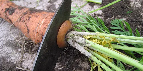 Подготовка моркови к хранению