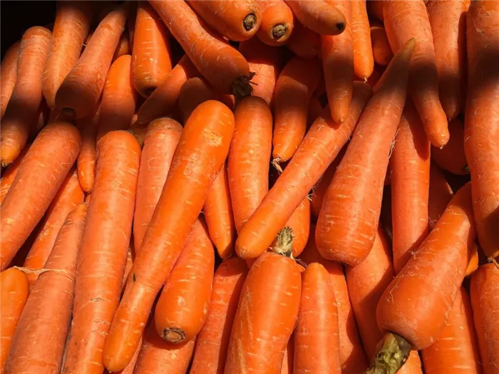 Как хранить морковь в домашних условиях?