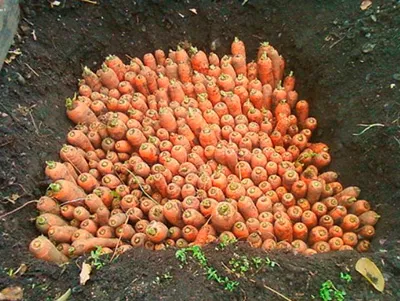 подготавливаем морков к хранению