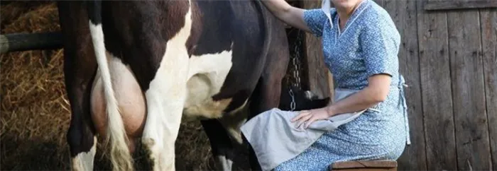 Как отучить корову лягаться во время доения?