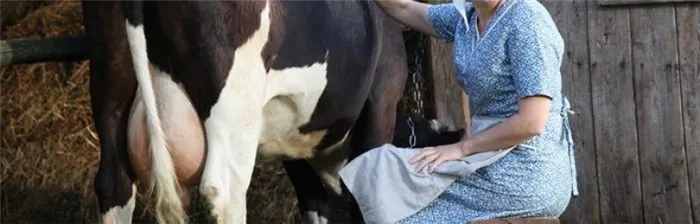 Как отучить корову лягаться во время доения?
