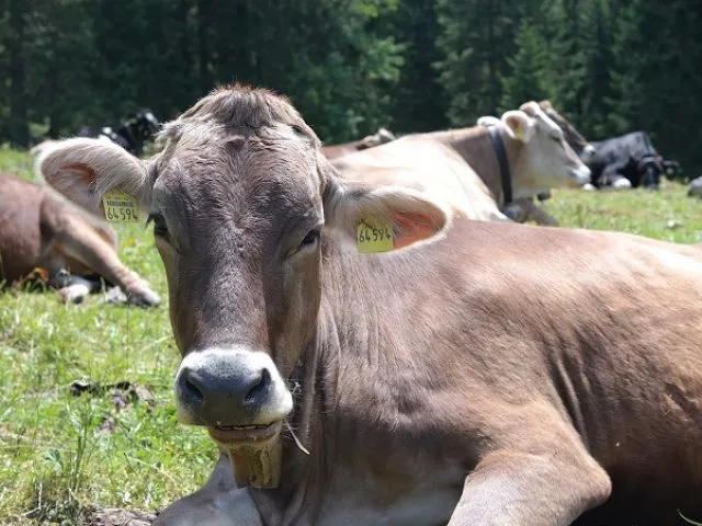 Корова на дворе - достаток на столе: чем и когда кормить
