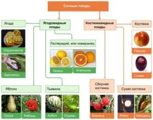 Описание сочных плодов в биологии. Баклажан — яговидный плод типа ягода