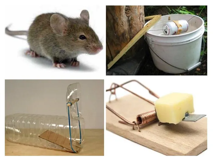 Разновидности ловушек для мышей