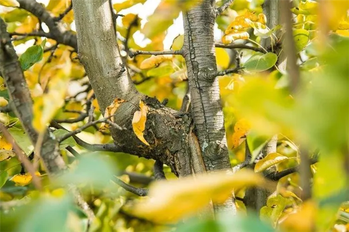 Листья желтеют и сохнут - Болезни листьев груши