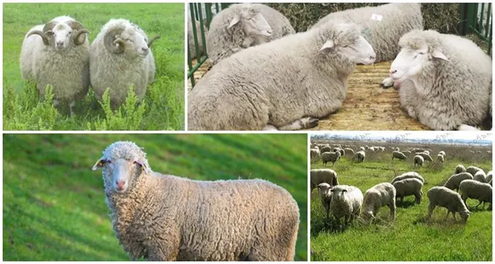 много овец