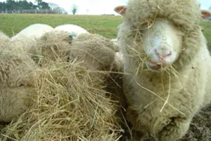 Питание овец соломой
