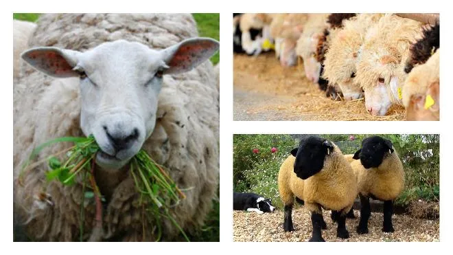 питание овец