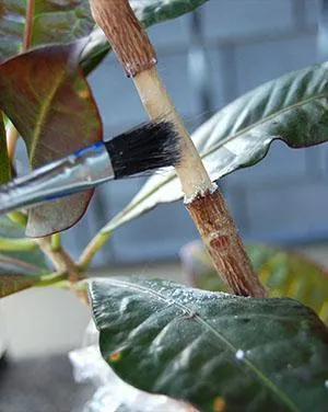 Подготовка растения к размножению воздушным отводком