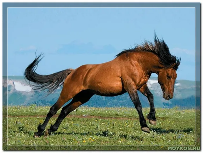 лошади мустанги