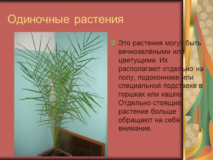 Одиночные растенияЭто растения могут быть вечнозелёными или цветущими. Их рас. 