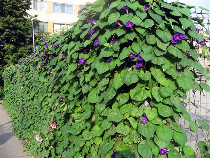 Вьющиеся растения на заборе из сетки-рабицы
