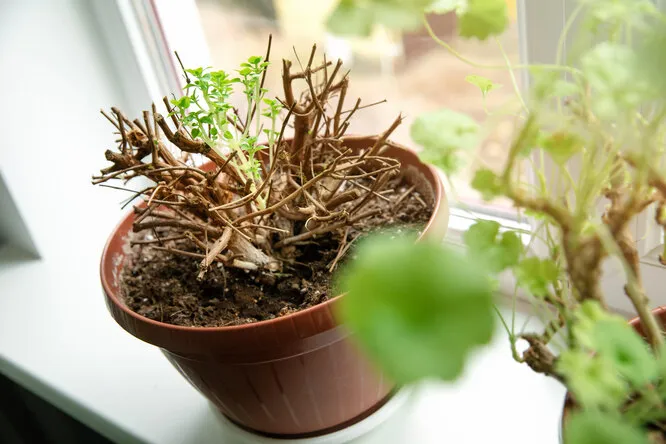 Фуксия: уход за растением зимой в домашних условиях