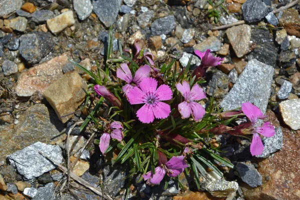 Гвоздика альпийская (Dianthus alpinus)