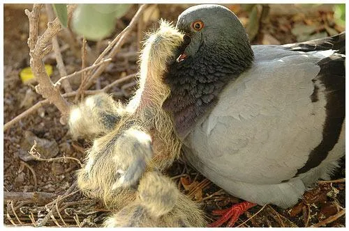 Фото голубя с потомством