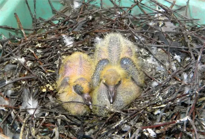 Птенцы голубя в гнезде фото