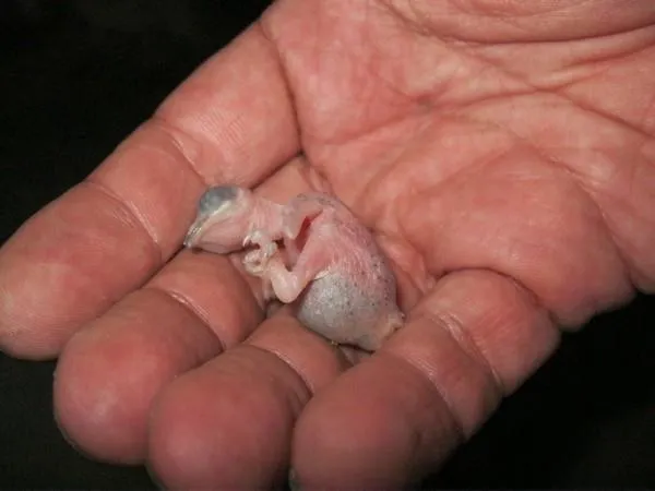 Птенец голубя после рождения