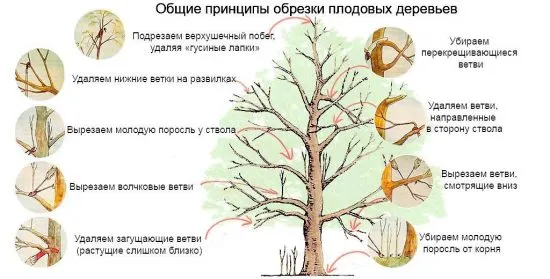 Общая схема обрезки плодового дерева