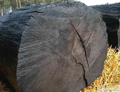 Мореная древесина дуба
