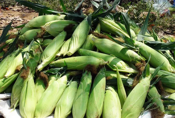 Урожай кукурузы на даче