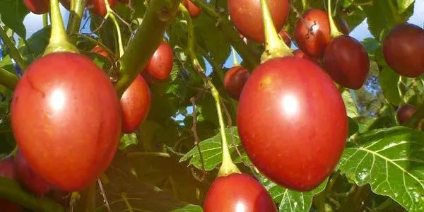 томатное-дерево