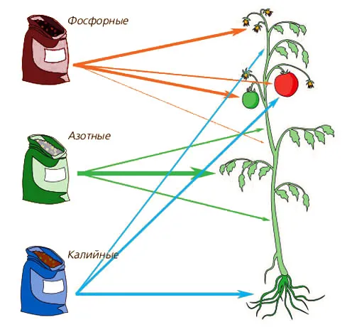 Действие основных питательных веществ на растения
