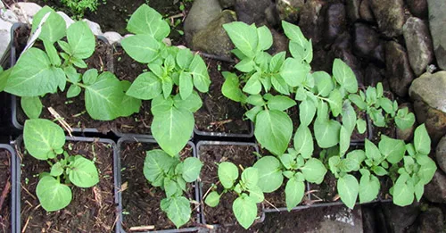 Как вырастить картофель из семян