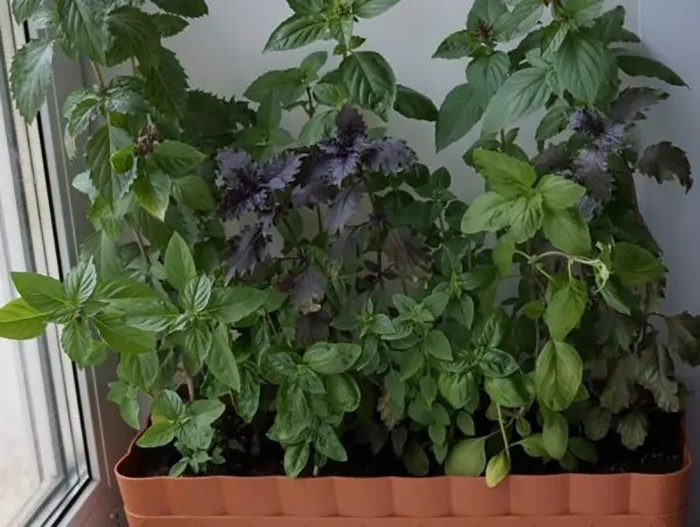 Как посадить и вырастить базилик на подоконнике