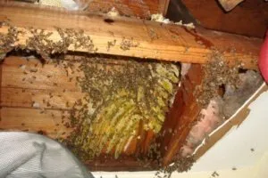 Пчелы в стене жилого дома