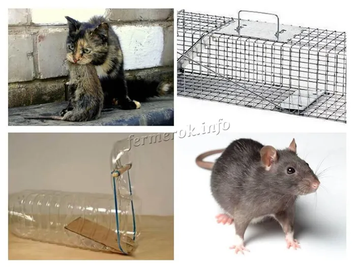 Механические ловушки для крыс
