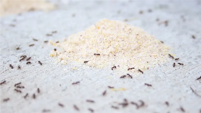 Манка для борьбы с муравьями