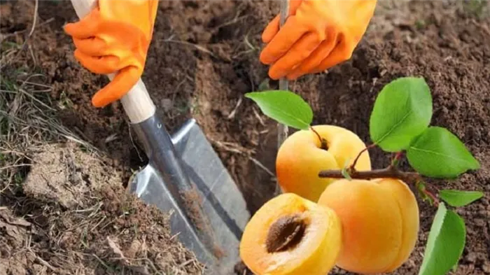Руководство по посадке абрикоса осенью для начинающих садоводов