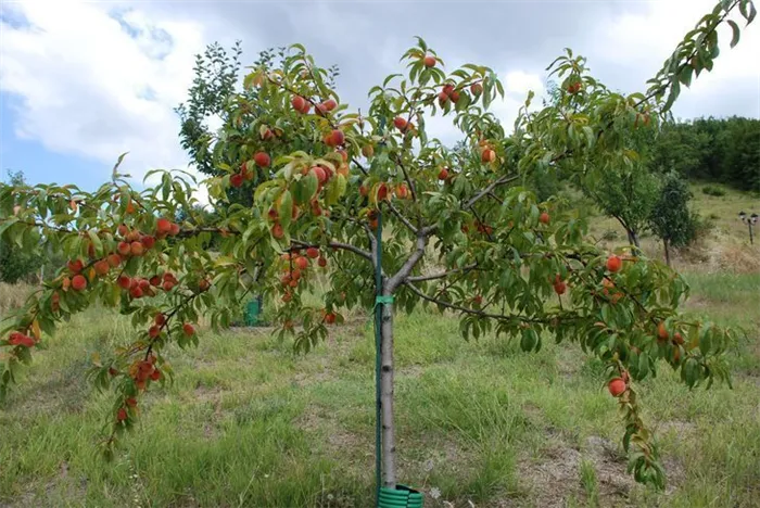 Молодое дерево абрикоса