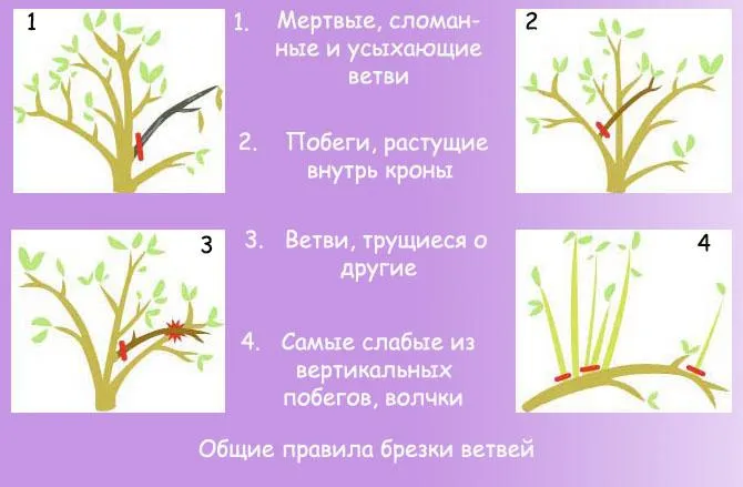 Принципы обрезки ветвей абрикоса