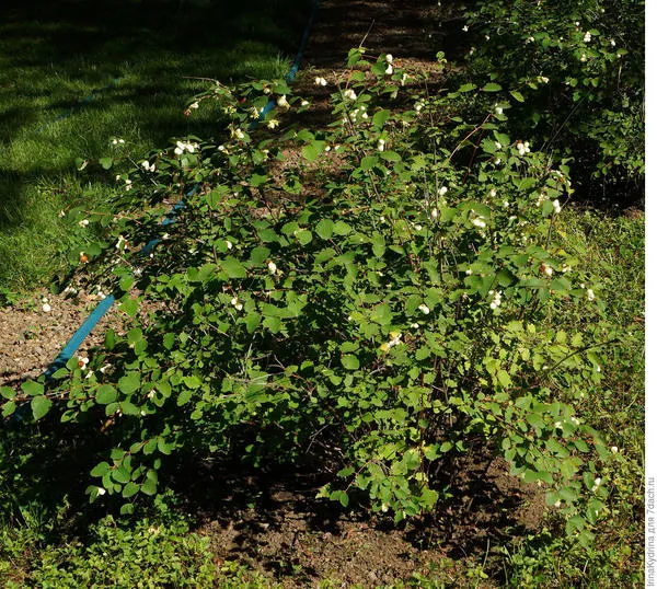 Взрослый снежноягодник имеет мощную корневую систему (Фото с сайта plantarium.ru)