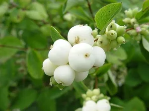 Белые ягоды
