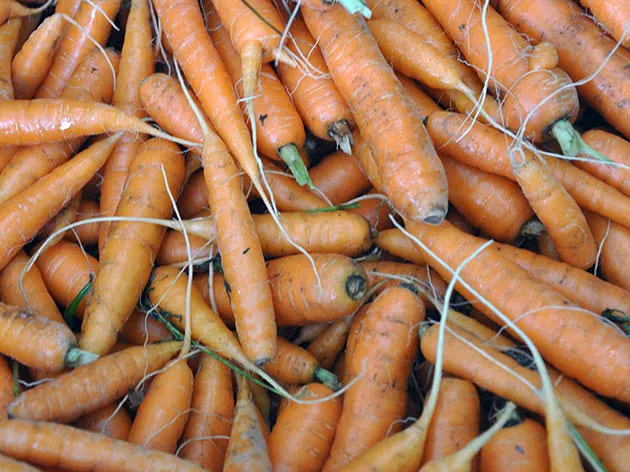 Хранение моркови после сбора урожая