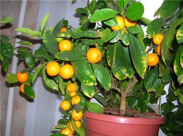 В домашних условиях можно вырастить очень плодовитый мандарин