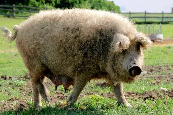Свиньи породы Мангал крайне непривередливы