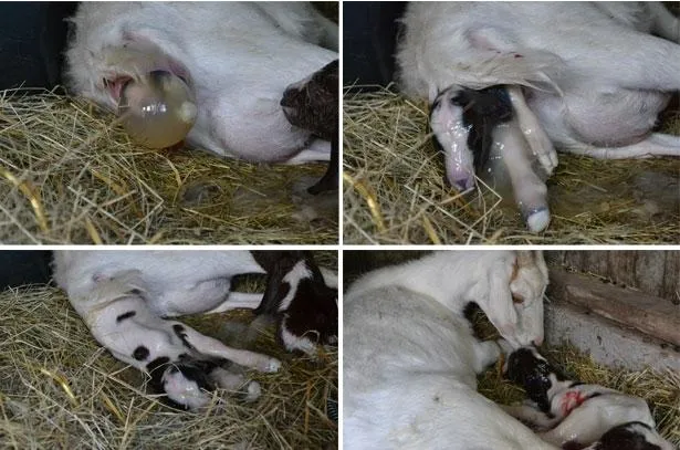 коза рожает
