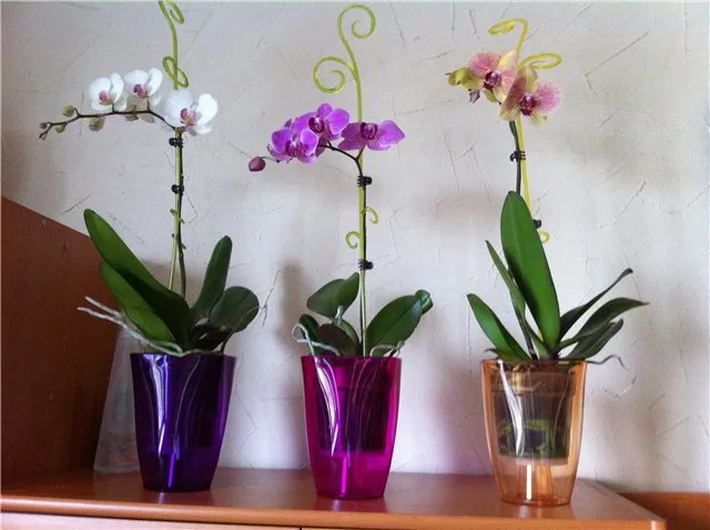 Горшок для орхидеи - какой нужен и как выбрать