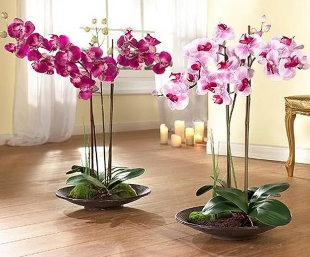 Горшок для орхидеи - какой нужен и как выбрать