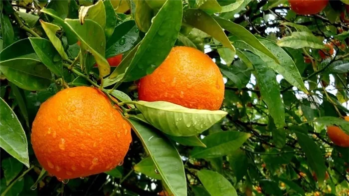 Что такое апельсиновое дерево и как оно цветет