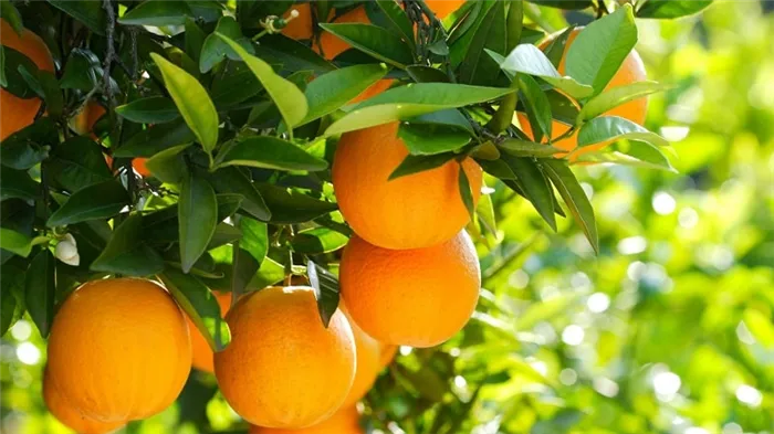 Что такое апельсиновое дерево и как оно цветет