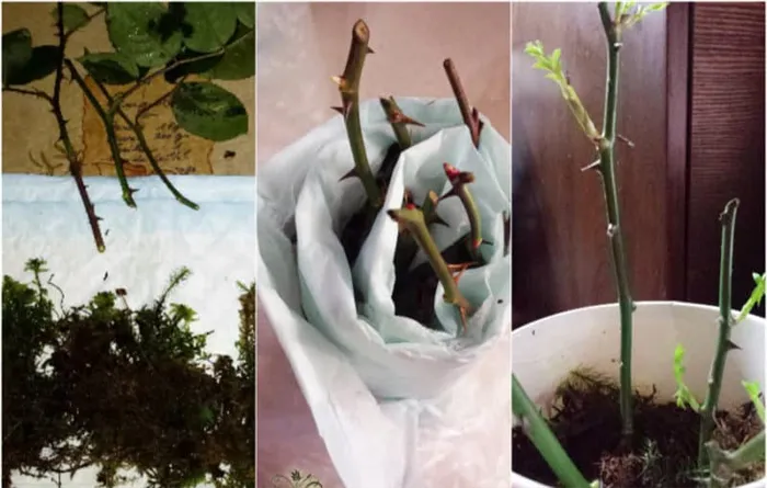 Простые способы, как сохранить черенки роз до весны и правильно их высадить