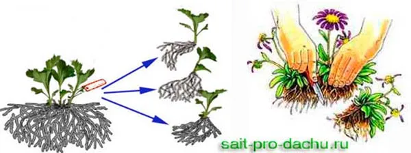 размножение хризантем делением куста