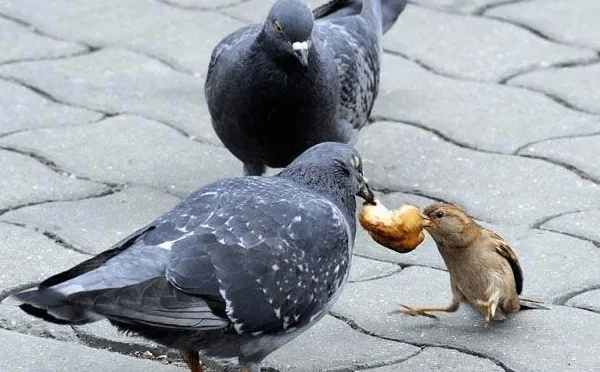 Что едят голуби и чем их кормить в домашнем хозяйстве