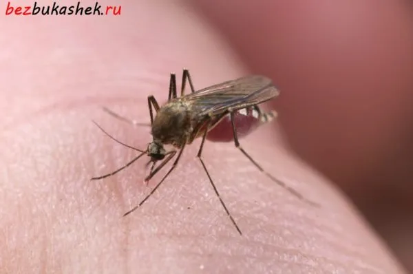 Комары в доме: чего они боятся и как спастись от них с помощью народных средств